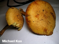 Gymnopilus luteus