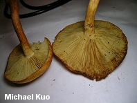 Gymnopilus luteus