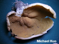 Gyromitra leucoxantha