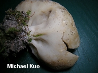 Gyromitra leucoxantha