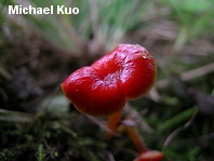 Hygrocybe subminiata