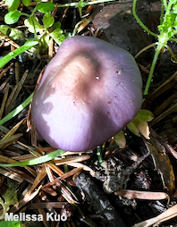 Inocybe ionocephala