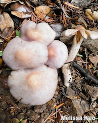 Inocybe ionocephala