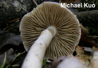 Inocybe ionocephala