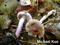 Inocybe lilacina