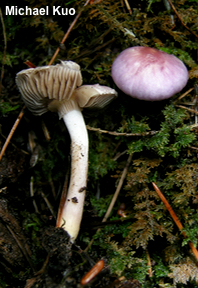 Inocybe lilacina