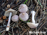 Inocybe pallidicremea