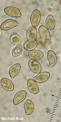 Inocybe pallidicremea