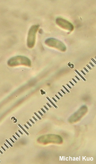 Ischnoderma benzoinum