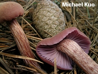 Laccaria amethysteo-occidentalis