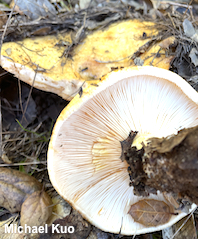 Lactarius alnicola