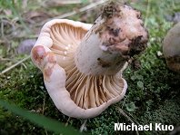 Lactarius subplinthogalus