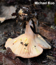 Lactarius xanthogalactus