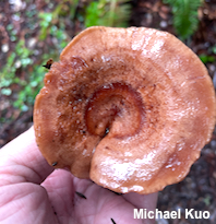 Lactarius xanthogalactus