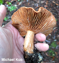 Lactarius xanthogalactus