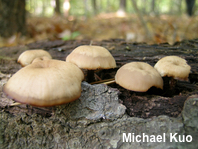 Lentinellus micheneri