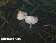 Leucocoprinus flavescens