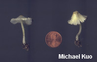 Leucocoprinus flavescens