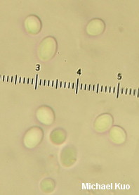 Leucocoprinus flavescens