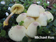 Leucocoprinus tricolor