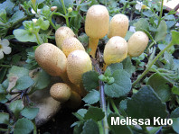 Leucocoprinus tricolor