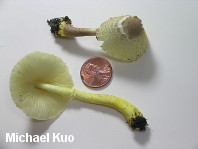 Leucocoprinus tricolor