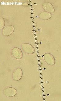 Leucocoprinus tricolor