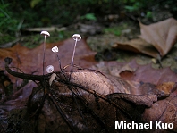 Marasmius felix