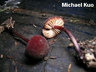 Marasmius plicatulus