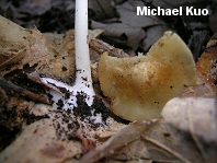 Marasmius strictipes