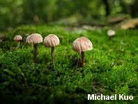 Mycena corticola