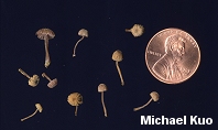 Mycena corticola