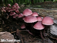 Mycena haematopus