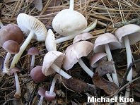 Mycena pura