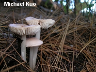 Mycena pura