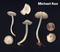 Mycena pura