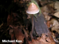 Mycena subcaerulea