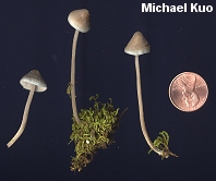 Mycena subcaerulea