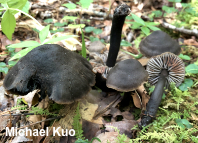 Neohygrocybe ovina