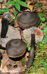 Neohygrocybe ovina