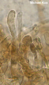 Neohygrocybe ovina