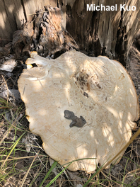 MushroomExpert.Com