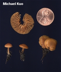 Omphalina sp.