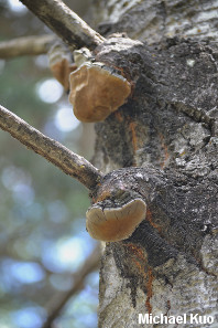 Phellinus tremulae