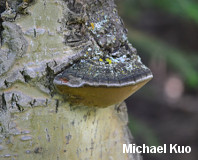 Phellinus tremulae