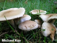 Pholiota terrestris