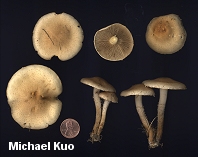 Pholiota terrestris