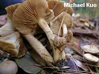 Pholiota terrestris