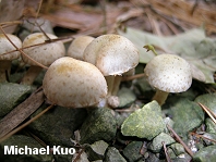 Pholiota terrestris