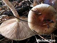 Pholiota velaglutinosa